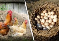Rudenī vistu barībai pievienoju divus produktus: tās katru dienu izdēj desmit olas