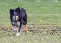 “Tas paliek ārpus sabiedrības redzesloka…”: Latvijas veterinārārsti nāk klajā ar paziņojumu par nelāgo notikumu ar suņiem Bauskas novadā