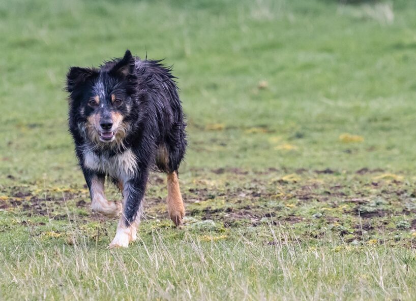 “Tas paliek ārpus sabiedrības redzesloka…”: Latvijas veterinārārsti nāk klajā ar paziņojumu par nelāgo notikumu ar suņiem Bauskas novadā