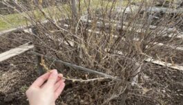 Dārzniek, apstājies- šo koku dārzā noteikti nevajag stādīt: bet visi tomēr stāda, un pēc tam sūdzas – vienam par laputīm, otram par kāpuriem Dārzniek, apstājies- šo koku dārzā noteikti nevajag stādīt: bet visi tomēr stāda, un pēc tam sūdzas – vienam par laputīm, otram par kāpuriem