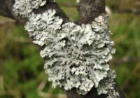 Sudrabainais viesis uz mizas: ko darīt, ja ābeli pārklāj ķērpji Sudrabainais viesis uz mizas: ko darīt, ja ābeli pārklāj ķērpji