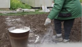 Kāpēc pieredzējuši agronomi dārzā izmanto miltus: ar ko milti ir noderīgi un kā tie aizsargā augus Kāpēc pieredzējuši agronomi dārzā izmanto miltus: ar ko milti ir noderīgi un kā tie aizsargā augus