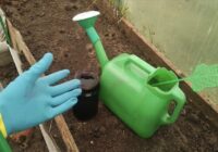 Visa sērga pazudīs līdz ziemai: novembrī siltumnīcu laistu ar padomju laika līdzekli: darbojas par 100%