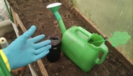 Visa sērga pazudīs līdz ziemai: novembrī siltumnīcu laistu ar padomju laika līdzekli: darbojas par 100% Visa sērga pazudīs līdz ziemai: novembrī siltumnīcu laistu ar padomju laika līdzekli: darbojas par 100%