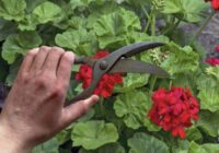 Aprūpēju pelargonijas pēc amerikāņu metodes: zied visu ziemu, un lapas nedzeltē līdz pavasarim