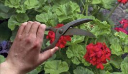 Aprūpēju pelargonijas pēc amerikāņu metodes: zied visu ziemu, un lapas nedzeltē līdz pavasarim Aprūpēju pelargonijas pēc amerikāņu metodes: zied visu ziemu, un lapas nedzeltē līdz pavasarim