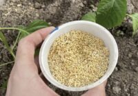 Kāpēc dārzā nepieciešams prosa: vairs nebūs ne skudru, ne ērču