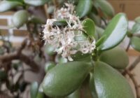 Ziedēs pat tad, ja nav ziedējis 15 gadus: leju novembrī uz naudas koka, lai “pamodinātu” pumpurus Ziedēs pat tad, ja nav ziedējis 15 gadus: leju novembrī uz naudas koka, lai “pamodinātu” pumpurus