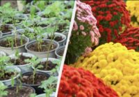 Kā no viena krizantēmas krūma izaudzēt veselu puķu dobi: pārbaudīta metode