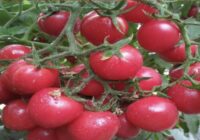 Šie tomāti aug jebkuros laikapstākļos un vienmēr dod bagātu ražu Šie tomāti aug jebkuros laikapstākļos un vienmēr dod bagātu ražu