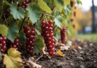 Novembrī ieroku zem krūma “guļošo tableti” — un vasarā jāņogas apbirst ogām kā vīnogas