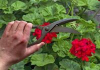 Es veidoju gerāniju ar 70. gadu triku: zied visu ziemu, un tās lapas saglabā perfektu zaļumu