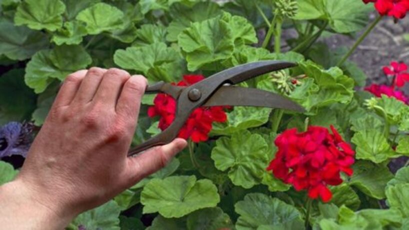 Es veidoju gerāniju ar 70. gadu triku: zied visu ziemu, un tās lapas saglabā perfektu zaļumu