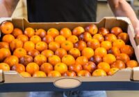 Kā izvēlēties mandarīnus: ekspertu ceļvedis par šķirnēm, uzglabāšanu un 3 negaidītām pazīmēm veikalā