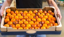 Kā izvēlēties mandarīnus: ekspertu ceļvedis par šķirnēm, uzglabāšanu un 3 negaidītām pazīmēm veikalā Kā izvēlēties mandarīnus: ekspertu ceļvedis par šķirnēm, uzglabāšanu un 3 negaidītām pazīmēm veikalā