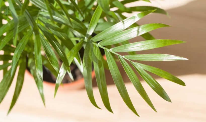 Iekštelpu augs, kas plaukst pat tur, kur gaismas gandrīz nav