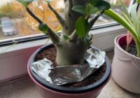 Alumīnija folija puķu podos kaitēkļu novēršanai? Eksperte skaidro savu viedokli Alumīnija folija puķu podos kaitēkļu novēršanai? Eksperte skaidro savu viedokli