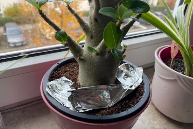 Alumīnija folija puķu podos kaitēkļu novēršanai? Eksperte skaidro savu viedokli