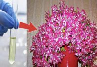 Mana ķīmijas skolotāja ar šo laistīja Ziemassvētku kaktusu: Ziedi bija tik kupli, ka nebija iespējams no tiem atraut skatienu