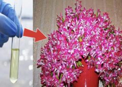 Mana ķīmijas skolotāja ar šo laistīja Ziemassvētku kaktusu: Ziedi bija tik kupli, ka nebija iespējams no tiem atraut skatienu