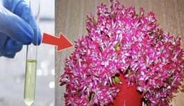 Mana ķīmijas skolotāja ar šo laistīja Ziemassvētku kaktusu: Ziedi bija tik kupli, ka nebija iespējams no tiem atraut skatienu Mana ķīmijas skolotāja ar šo laistīja Ziemassvētku kaktusu: Ziedi bija tik kupli, ka nebija iespējams no tiem atraut skatienu