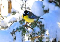 Zīlīte patiesībā ir ļoti viltīgs putns: kā viņai izdodas ārā ziemā saglabāt siltumu