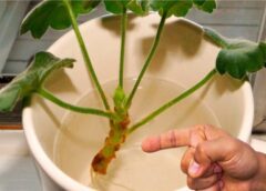 Kā no neliela spraudeņa izaudzēt krāšņu un ilgi ziedošu ģerāniju — dārzkopju pārbaudīts paņēmiens