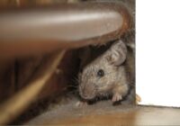 Vienīgais veids, kā uz visiem laikiem atbrīvoties no pelēm: dalos ar metodi, kas patiešām darbojas