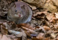 Grauzēji necieš šo aromātu – ko likt pagrabā, lai peles “nenāktu ciemos”