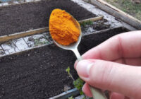 Novembrī es apkaisu augsni ar 3 ēdamkarotēm “pulvera”: pavasarī augsne ir 7 reizes auglīgāka bez grama kūtsmēslu