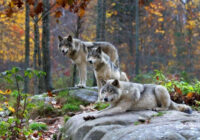 Pastāstīšu stāstu kā 1942.gadā mana vecmāmiņa izglābās no vilkiem – mazliet mistisks, bet interesants stāsts