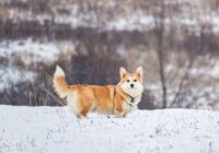 Meteorologs Toms Bricis: Skandināvijai tuvojas aukstā gaisa masa – gaidāms sniegs un aukstums Meteorologs Toms Bricis: Skandināvijai tuvojas aukstā gaisa masa – gaidāms sniegs un aukstums