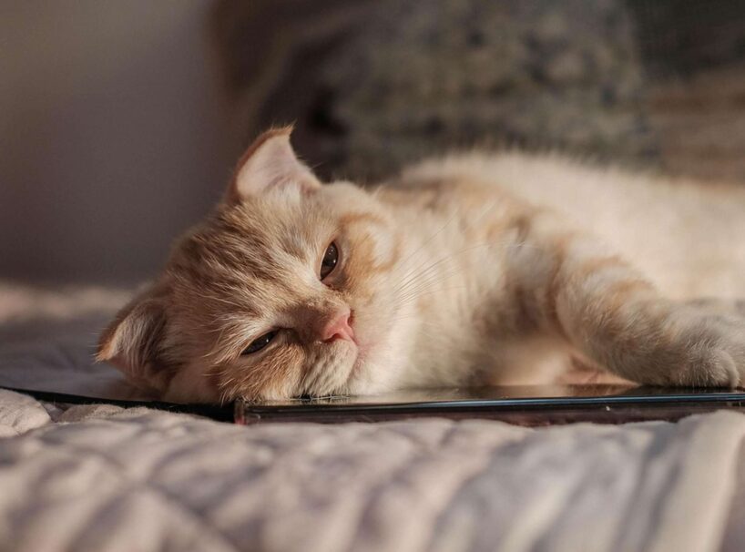 Nakts “koncerts”: kāpēc kaķi naktīs patiesībā ņaud un kā to novērst