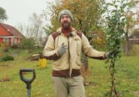 Kad ir vislabākais laiks, lai stādītu kokus dārzā: agronomi snieguši skaidru atbildi