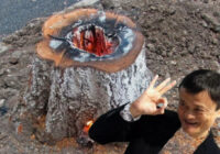 Lai iznīdētu celmu blakus vecmāmiņas kapam izmantojām senu ķīniešu metodi, pastāstīšu kāda tā ir