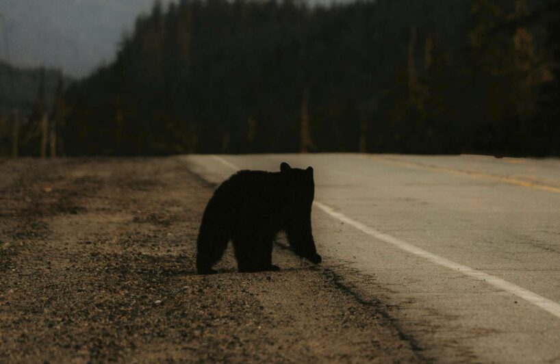 “Es domāju, ka tas bija lācis…”: Rēzeknes novadā nakts vidū norisinās baisi notikumi