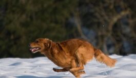 Sinoptiķu prognozes liecina, ka ziema var beigties tā īsti nesākusies: lielākās izmaiņas var sākties decembra sākumā Sinoptiķu prognozes liecina, ka ziema var beigties tā īsti nesākusies: lielākās izmaiņas var sākties decembra sākumā