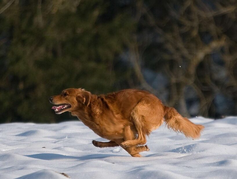 Sinoptiķu prognozes liecina, ka ziema var beigties tā īsti nesākusies: lielākās izmaiņas var sākties decembra sākumā