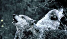 “Bija 80, palika četras…”: vilki kļūst aizvien drosmīgāki un plēsēju sirojumi sāk pārvērsties par murgu “Bija 80, palika četras…”: vilki kļūst aizvien drosmīgāki un plēsēju sirojumi sāk pārvērsties par murgu