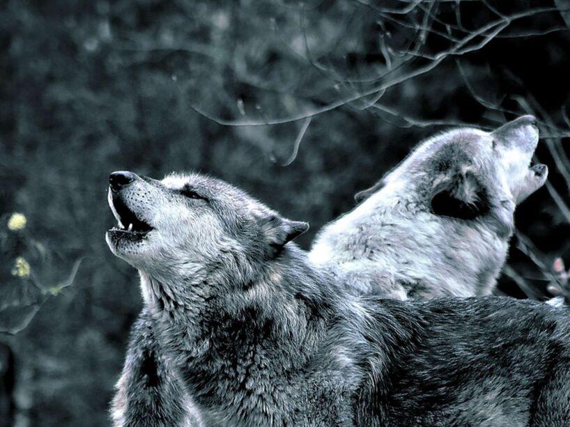 “Bija 80, palika četras…”: vilku sirojumi sāk pārvērsties par šausmu filmu cienīgiem “scenārijiem”