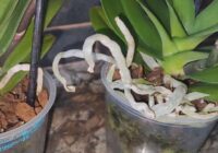 Orhidejas aug haotiski un tāpēc nezied: dārznieces metode, kā savaldīt saknes, kas “lien ārā” no poda Orhidejas aug haotiski un tāpēc nezied: dārznieces metode, kā savaldīt saknes, kas “lien ārā” no poda