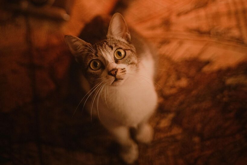 6 ļoti dīvainas lietas, ko kaķi dara naktī: lielākā daļa saimnieku to pat nenojauš