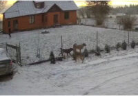 “Šorīt četri vilki “apciemoja” manus suņus”: satraucoši notikumi Valmieras novadā gaišā dienas laikā (+ VIDEO)