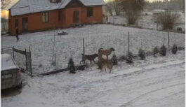 “Šorīt četri vilki “apciemoja” manus suņus”: satraucoši notikumi Valmieras novadā gaišā dienas laikā (+ VIDEO) “Šorīt četri vilki “apciemoja” manus suņus”: satraucoši notikumi Valmieras novadā gaišā dienas laikā (+ VIDEO)