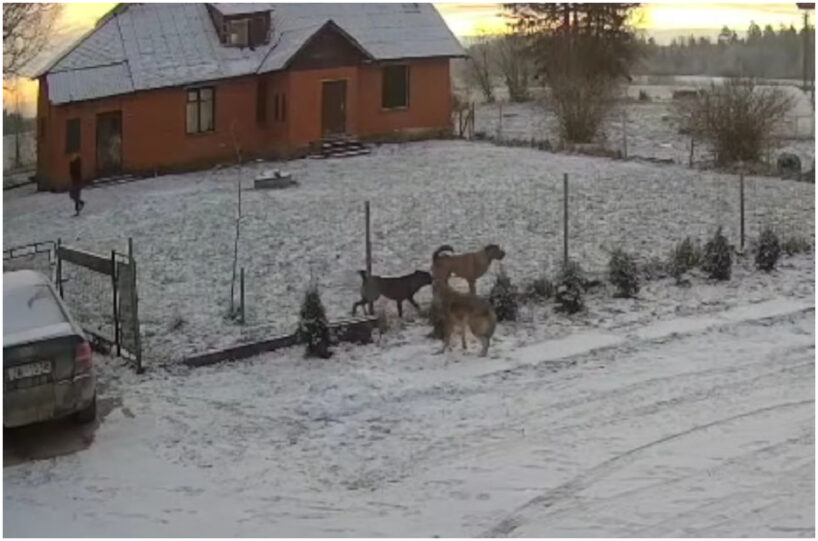 “Šorīt četri vilki “apciemoja” manus suņus”: satraucoši notikumi Valmieras novadā gaišā dienas laikā (+ VIDEO)