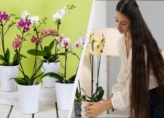 Pavisam vienkāršs paņēmiens, kas “pamodina” orhidejas, lai tās zied bagātīgi un aktīvi pat ziemā