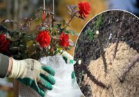 Kā pareizi novembrī apsegt rozes, lai tās viegli pārziemotu un priecētu ar krāšņiem ziediem pavasarī