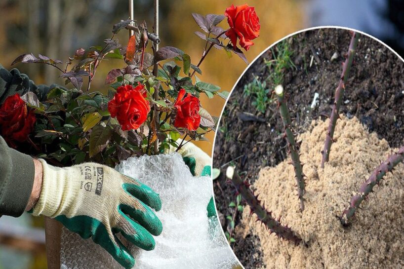 Kā pareizi novembrī apsegt rozes, lai tās viegli pārziemotu un priecētu ar krāšņiem ziediem pavasarī