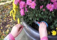 Kā sagatavot krizantēmas ziemai: trīs soļi, lai nākamajā gadā tās ziedētu īpaši bagātīgi