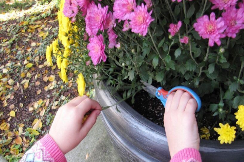 Kā sagatavot krizantēmas ziemai: trīs soļi, lai nākamajā gadā tās ziedētu īpaši bagātīgi